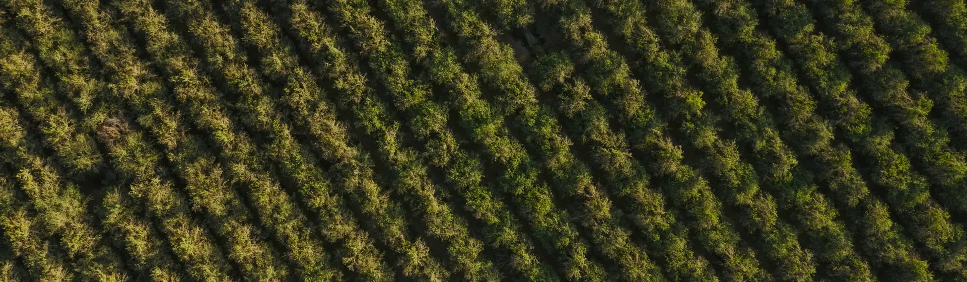 Overhead shot of Treehouse Almonds Farm