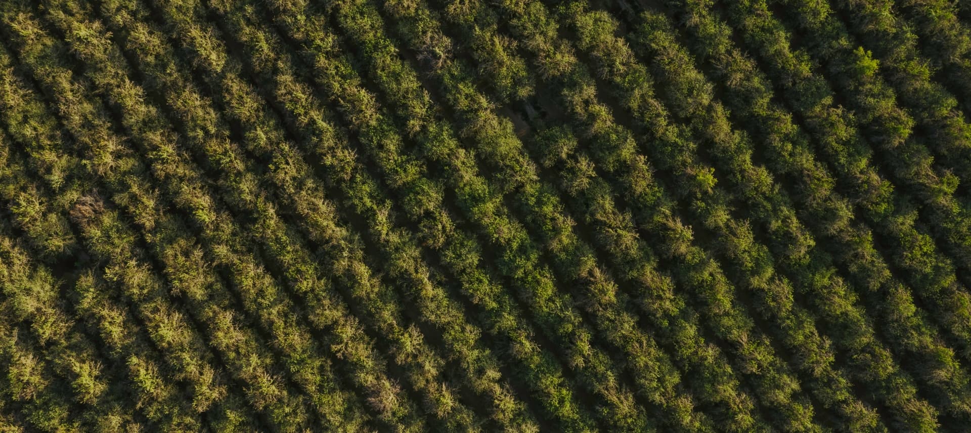 Treehouse Almonds Farms - News, Reports & Insights