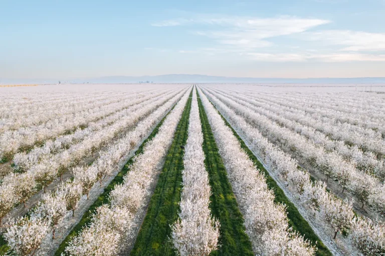 Discover why California almond farmers are the global benchmark for quality. Learn about family farming heritage, sustainability practices, and food safety standards.